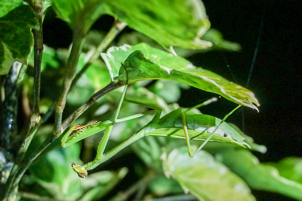 A bright green praying mantis hangs upside down from a leafy branch, blending in seamlessly with the surrounding foliage.