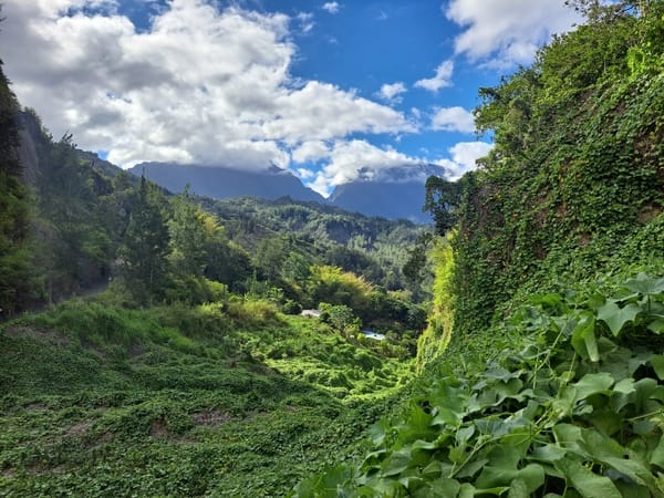 A lush green valley covered in dense vegetation and vines looks out toward forested hills and distant, cloud-capped mountains under a bright blue sky.