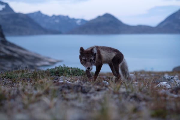 An Arctic fox in summer coat stands on the tundra looking directly at the camera, with a blue fjord and majestic mountains in the background.