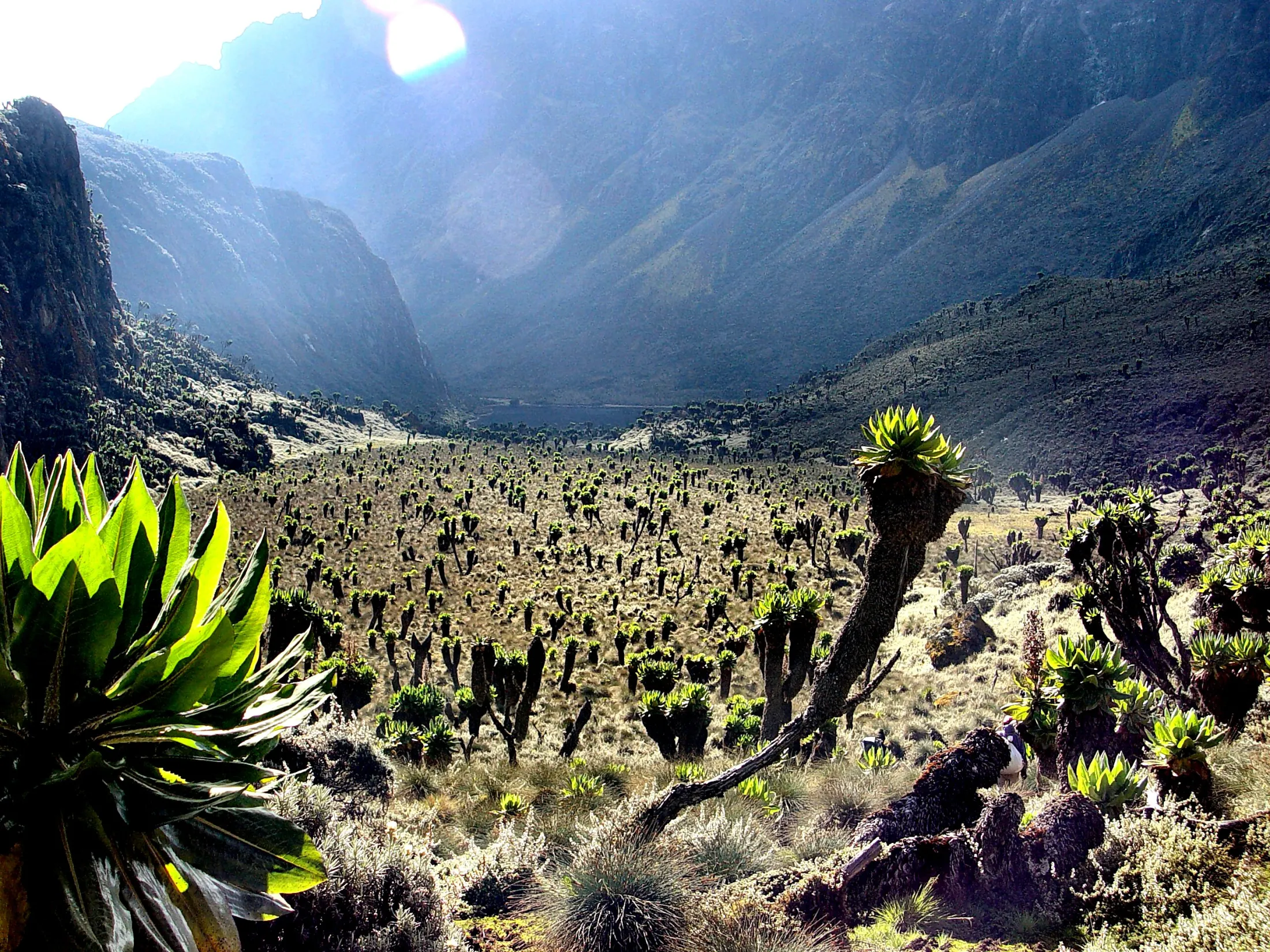 A vast valley filled with thousands of giant groundsels spreads out beneath steep mountain walls under a bright sun.