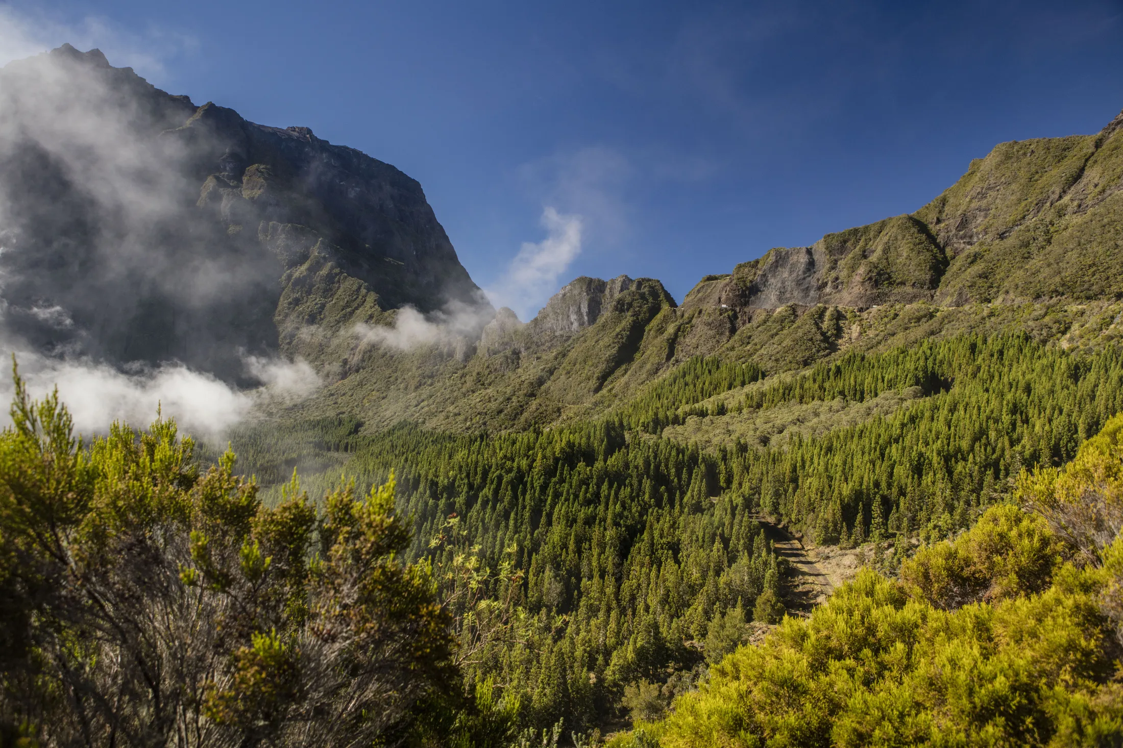 A dense pine forest climbs a steep mountain slope under rugged peaks, with patches of white mist drifting along the rocky cliffs under a bright blue sky.