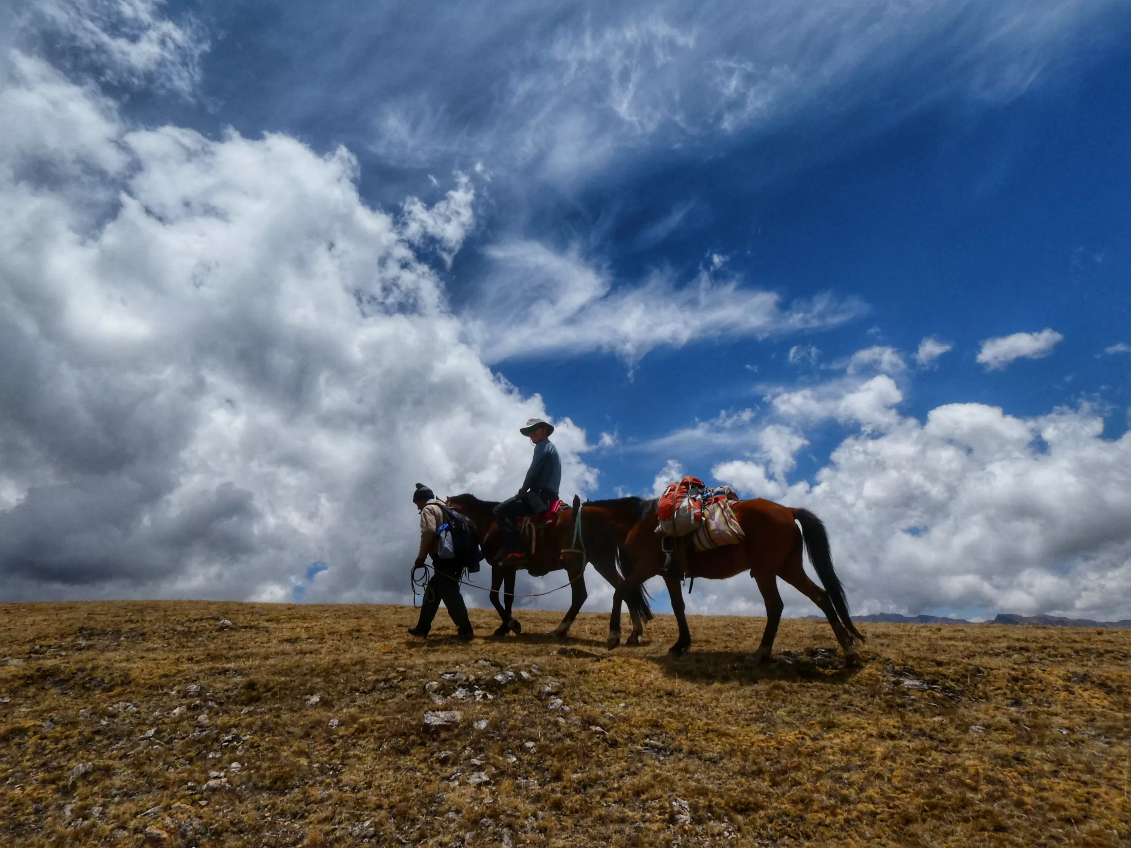 Horses and blue skies
