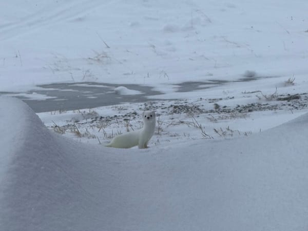 A small white stoat in a snowy landscape, standing upright.