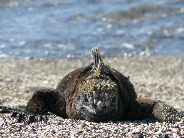 A close-up, front-facing view of a marine iguana resting on a pebbly beach with the ocean waves blurred in the background.