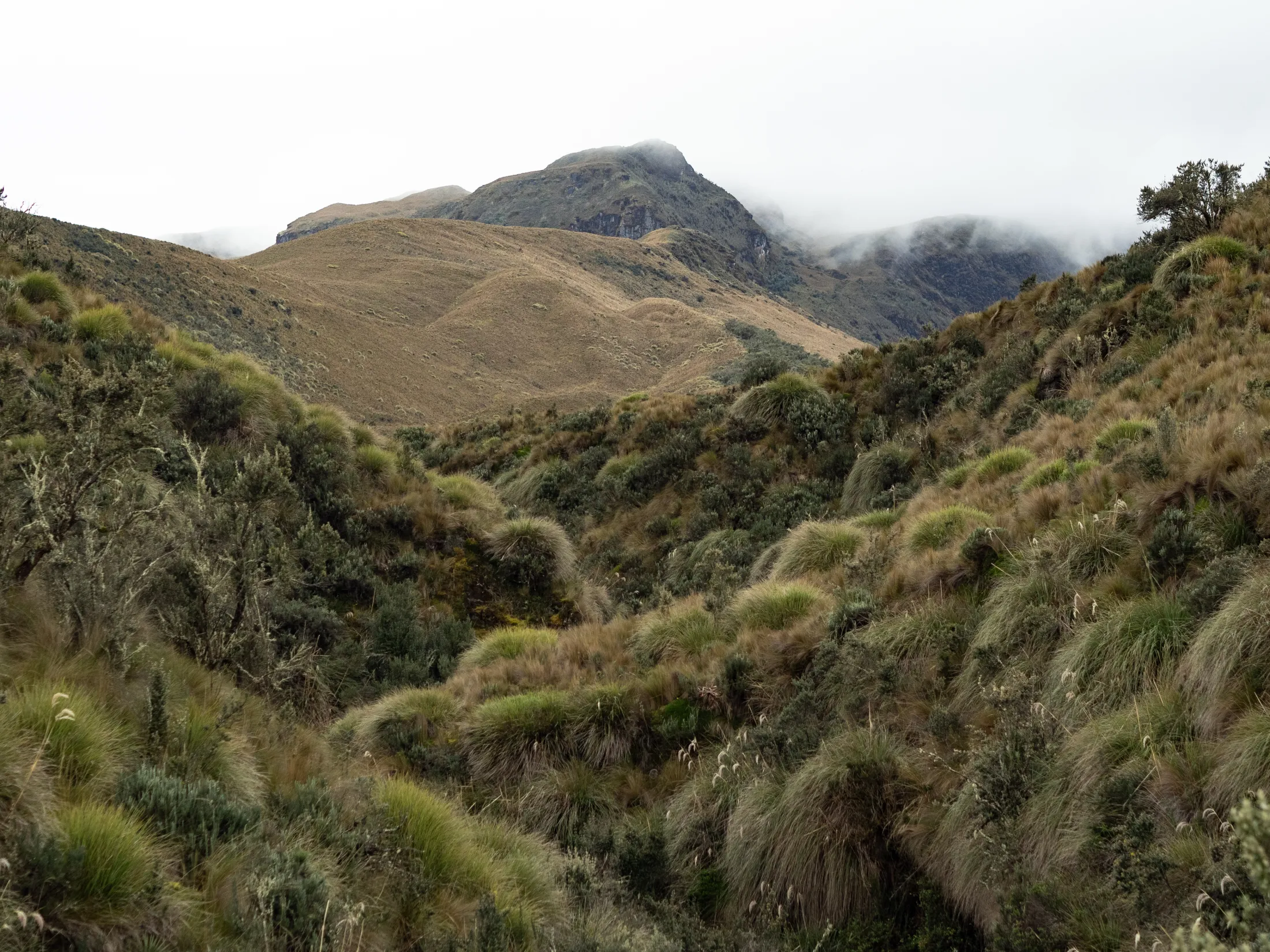 Papallacta Highlands