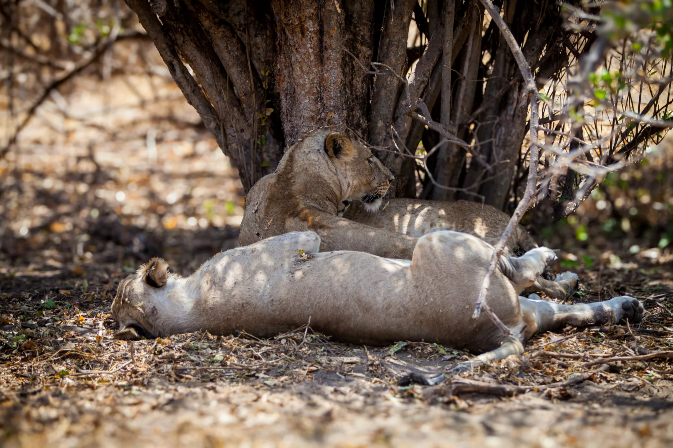 Lions in the shade