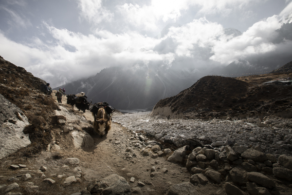 A caravan of pack yaks carrying heavy gear walks up a rocky mountain trail, surrounded by dramatic, cloud-covered peaks and sunbeams piercing through the mist.