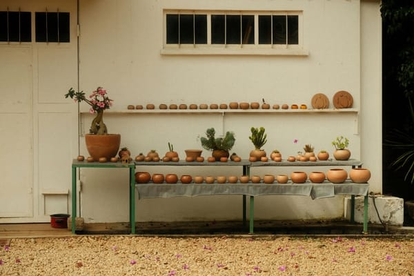 A variety of small terracotta pots and potted plants, including cacti and a flowering bonsai tree, are neatly arranged on shelves outside a white wall.