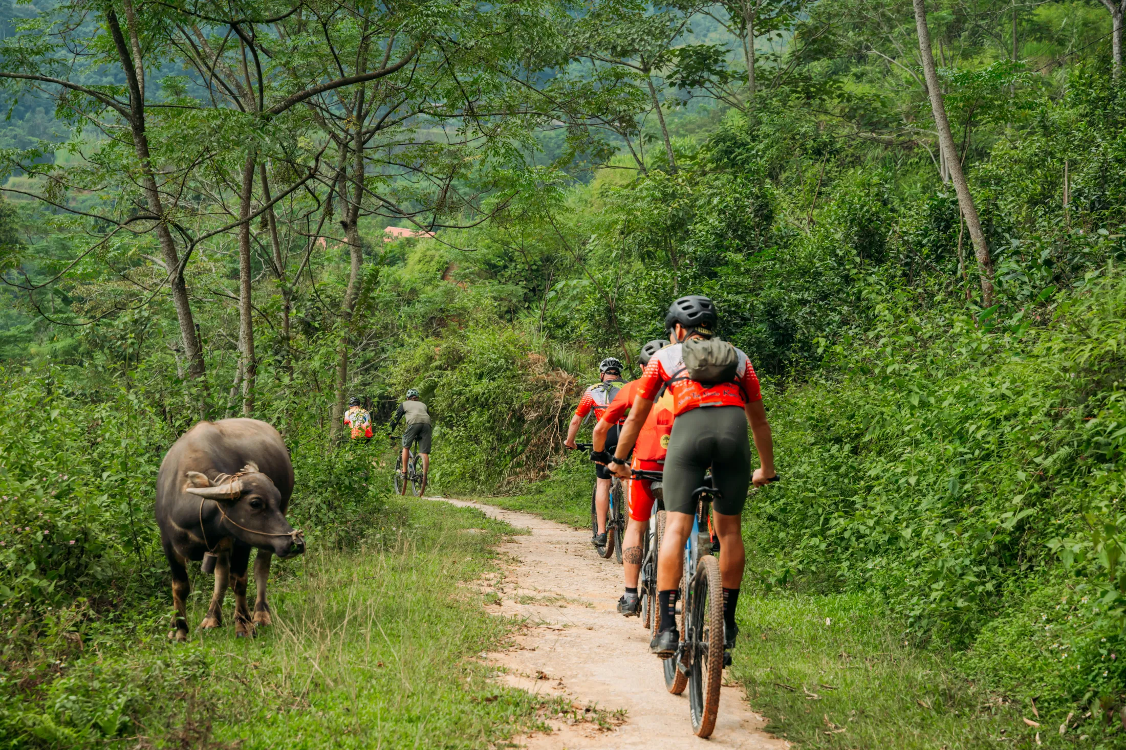 People biking on a path through a forest.
