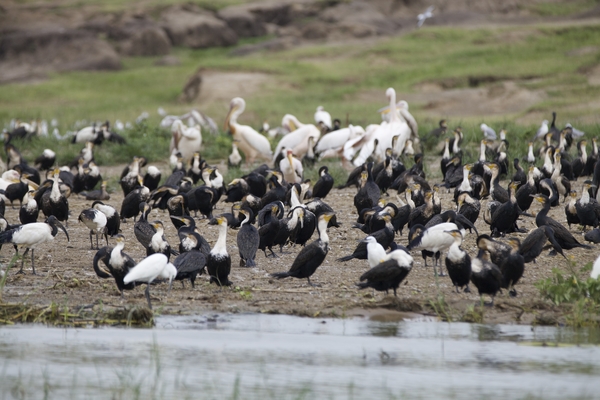 A large flock of white-breasted cormorants, pelicans, and other waterbirds gathers along a muddy shoreline next to calm water.