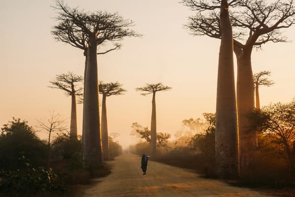 A solitary figure walks down a dusty dirt road flanked by towering baobab trees in the soft golden light of sunrise or sunset.