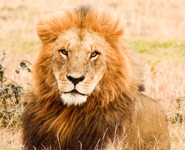 A male lion with a large mane rests in the tall grass while looking straight ahead.