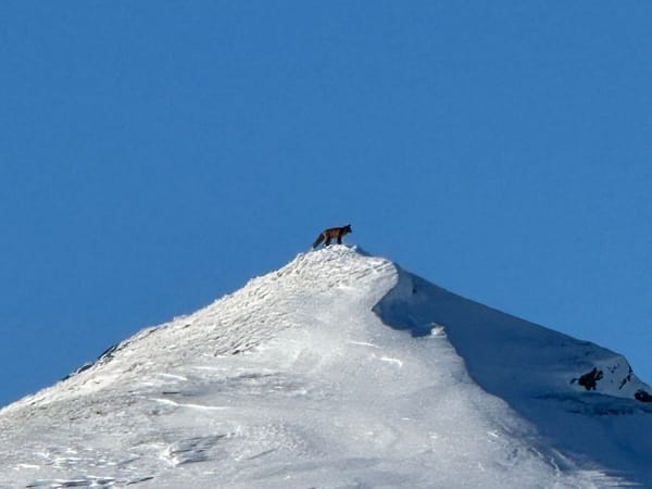 A lone wolverine stands on a snowy mountain peak against a clear blue sky.
