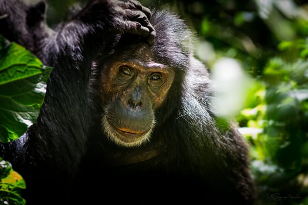 A chimpanzee scratching its head in a lush green jungle.