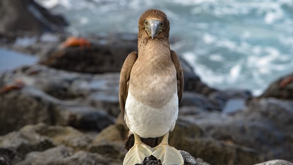 A close-up, front-facing view of a blue-footed booby standing on a dark, rocky coastline with the ocean in the background.