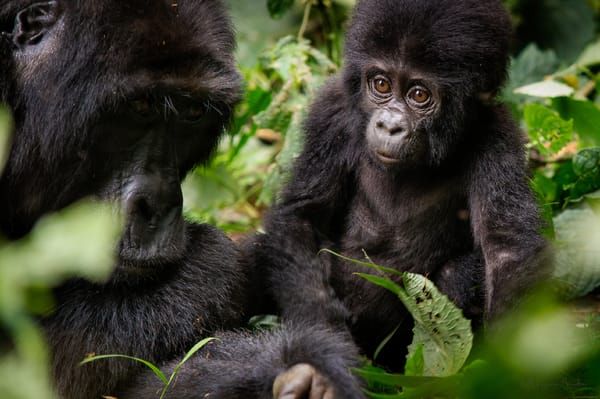 Two gorillas sitting together in lush green foliage, one adult facing left and a younger gorilla looking towards the camera.