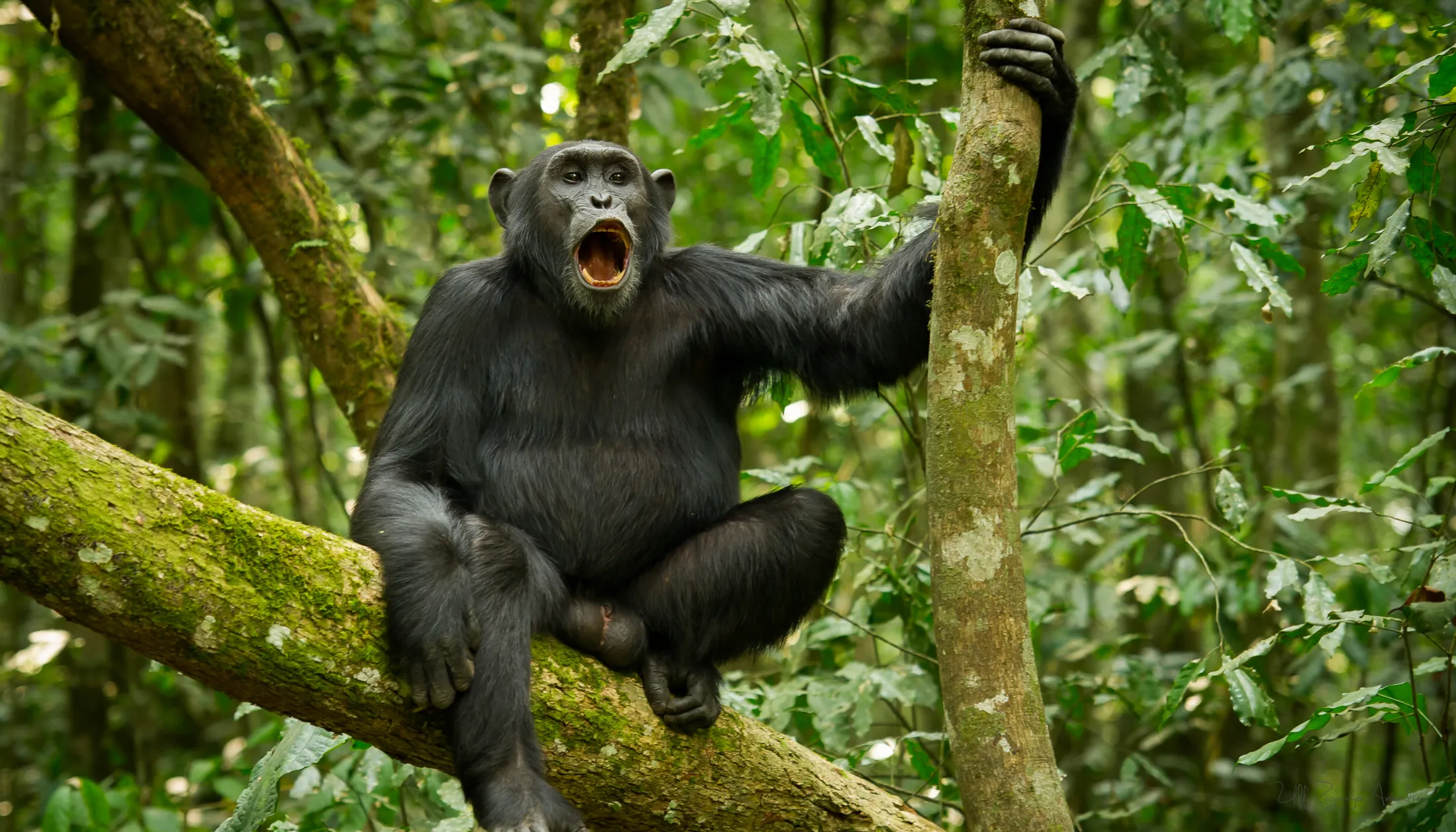 A chimpanzee sitting on a tree branch in a forest with its mouth wide open.