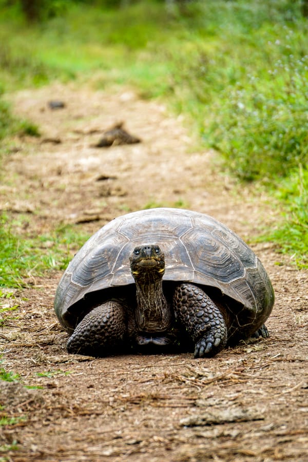 A giant Galapagos tortoise walks forward along a dirt path surrounded by green foliage, looking directly into the camera.