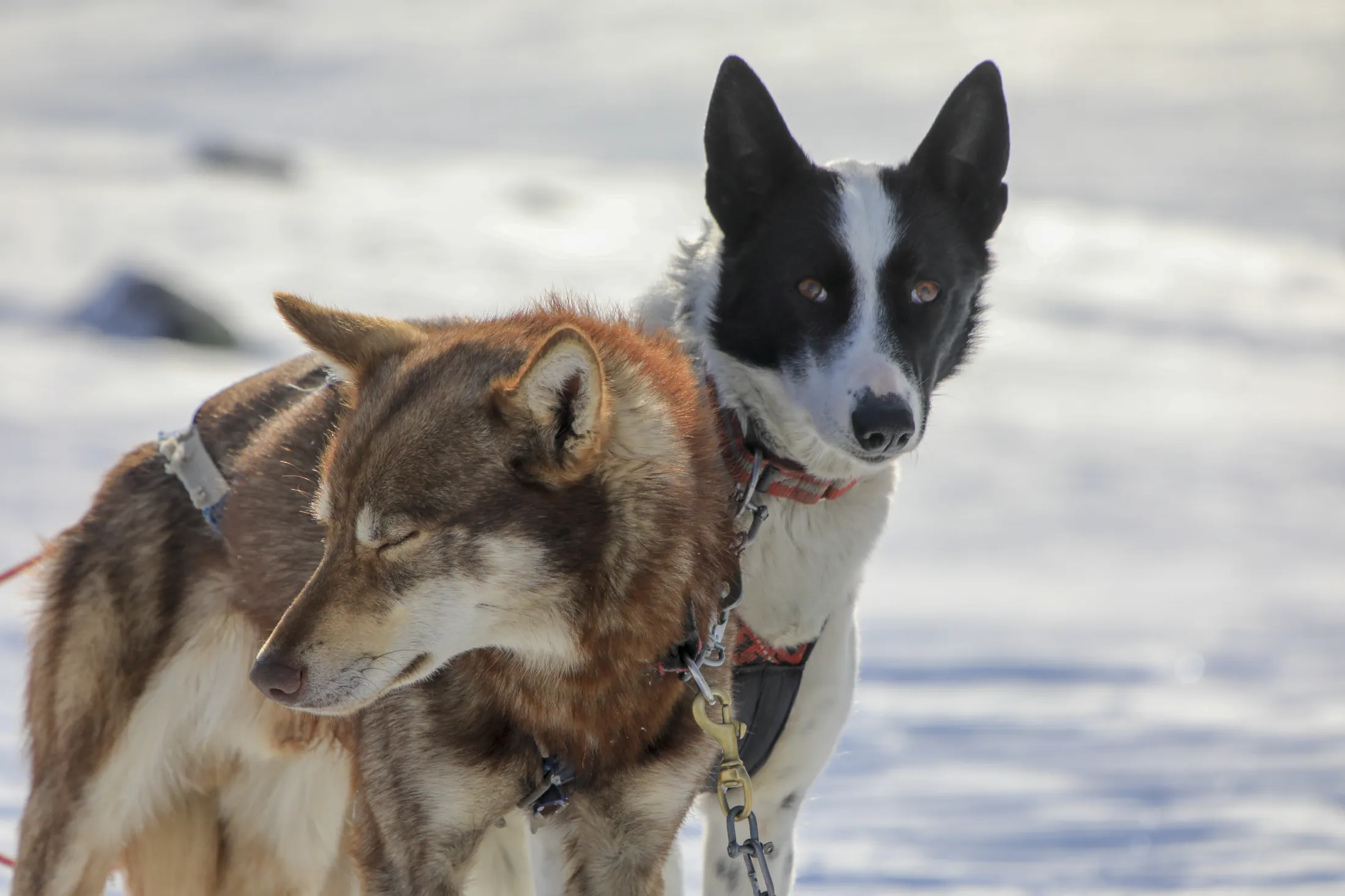 Two sled dogs in harnesses stand close together in the snow, one brown and white with eyes closed and one black and white looking at the camera.