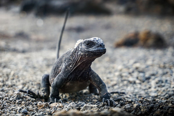 A young marine iguana stands Alertly on a rocky, gravel terrain with its tail pointed upward.