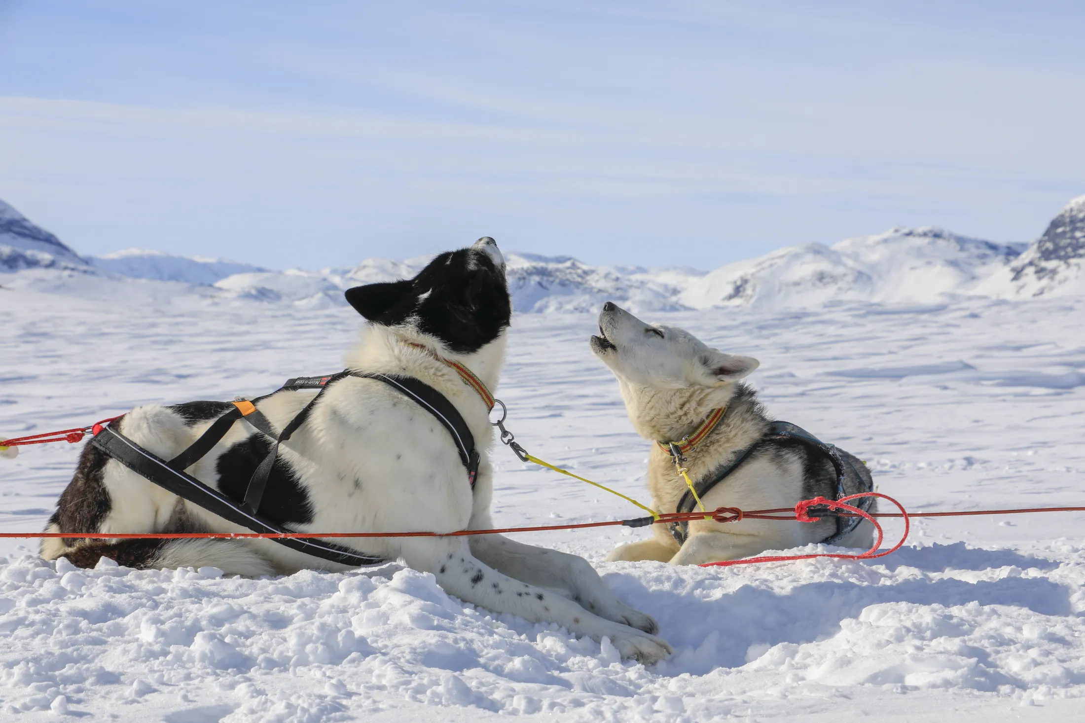 Two sled dogs howling in the snow with mountains in the background.