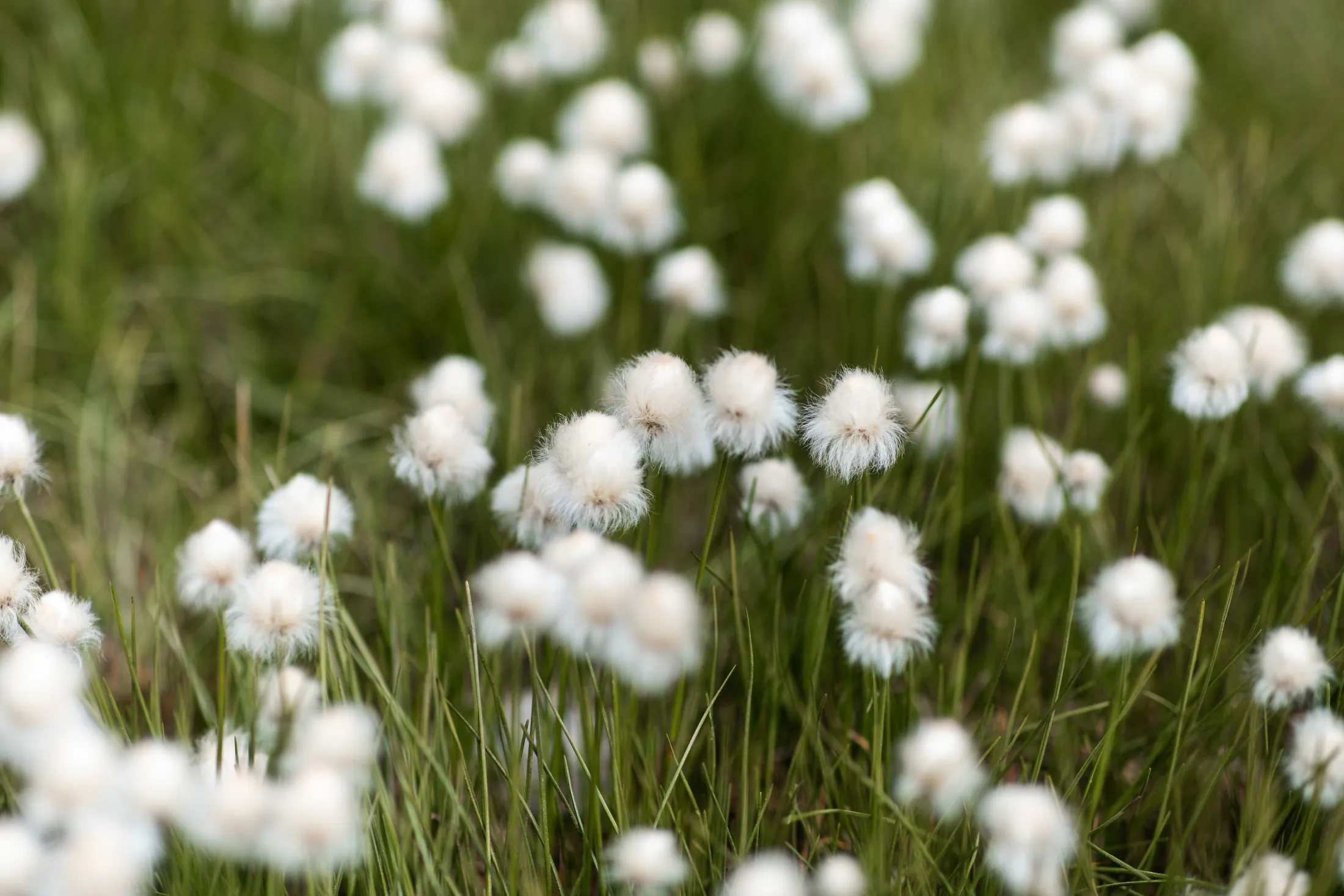 White cotton-grass.