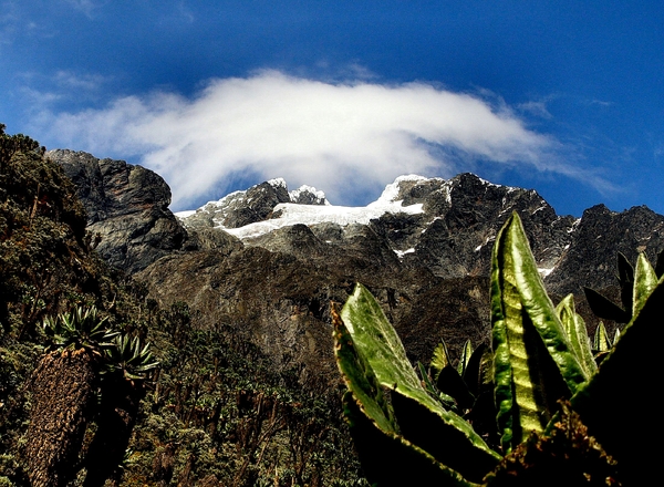 A snow-capped mountain peak rises behind rugged cliffs under a vibrant blue sky, partially framed by large green alpine leaves in the foreground.