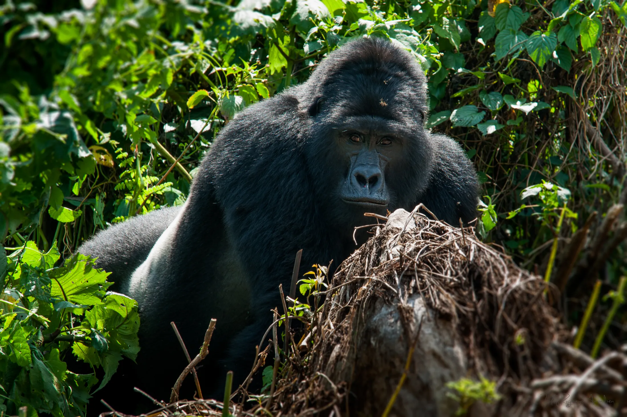 A large gorilla in a lush green forest, looking directly at the camera.