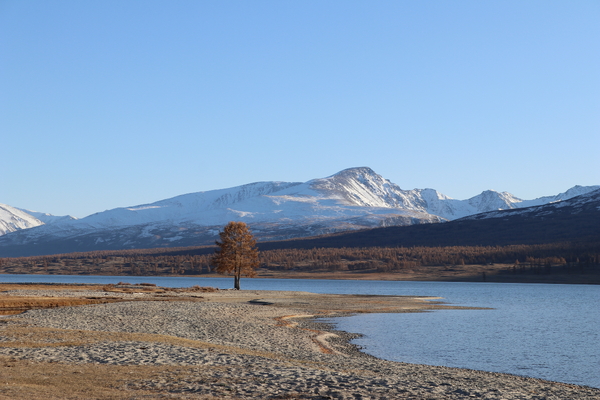 A lone golden-brown tree stands on a sandy, rocky shoreline next to a calm blue lake, with a vast forest and snow-dusted mountains rising under a clear blue sky in the background.