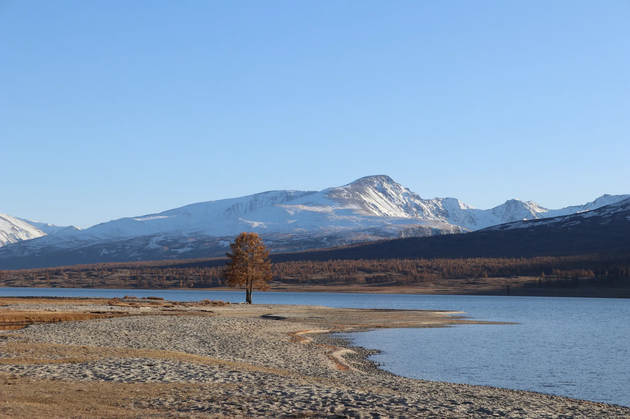 A lone golden-brown tree stands on a sandy, rocky shoreline next to a calm blue lake, with a vast forest and snow-dusted mountains rising under a clear blue sky in the background.