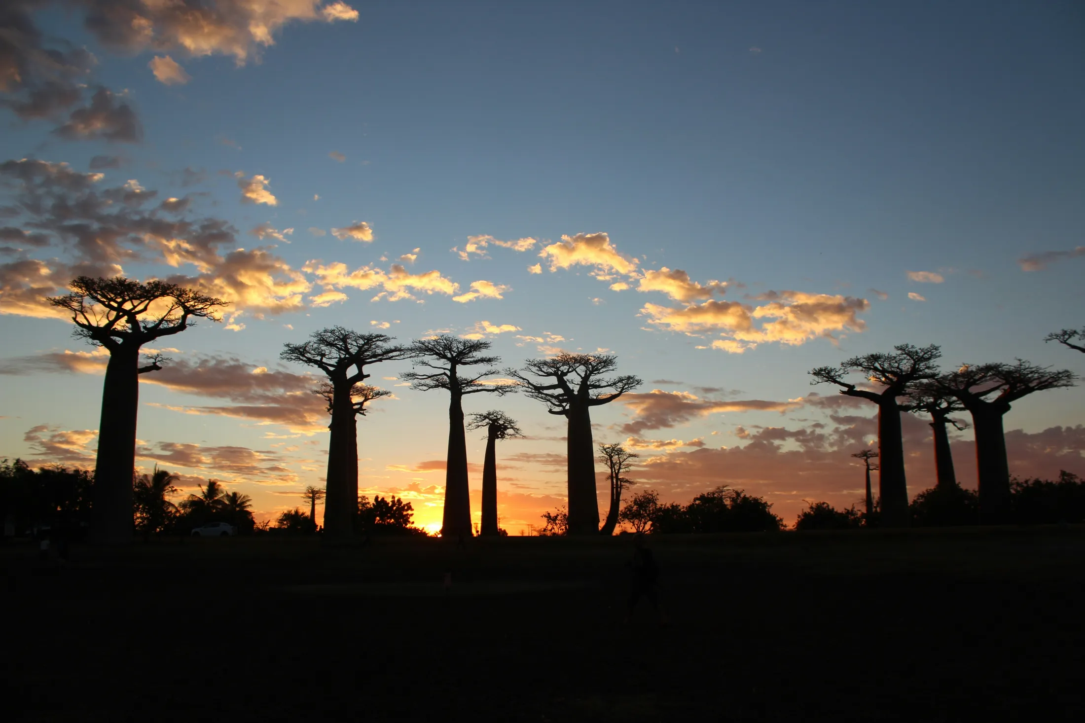 BaoBao trees in sunset.