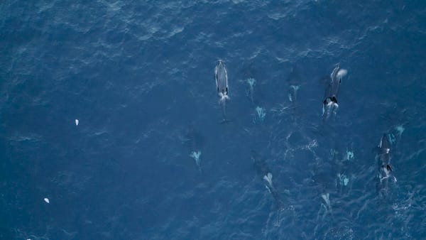 Orcas from above.
