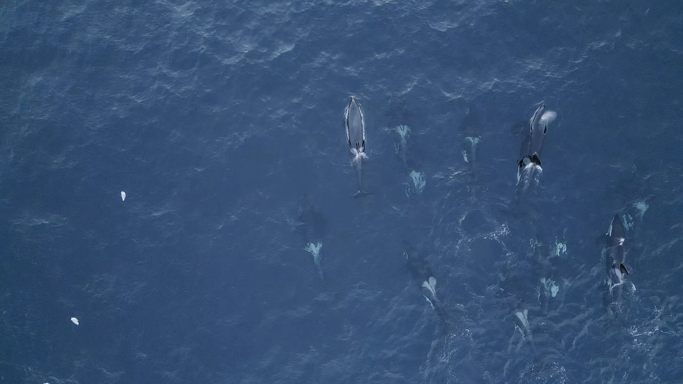 Orcas from above.