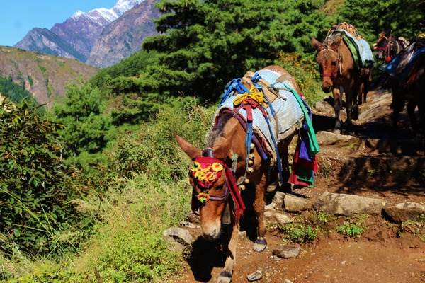 A train of pack mules wearing colorful, decorative headstalls and carrying loads walks down a rocky dirt path on a forested mountainside.