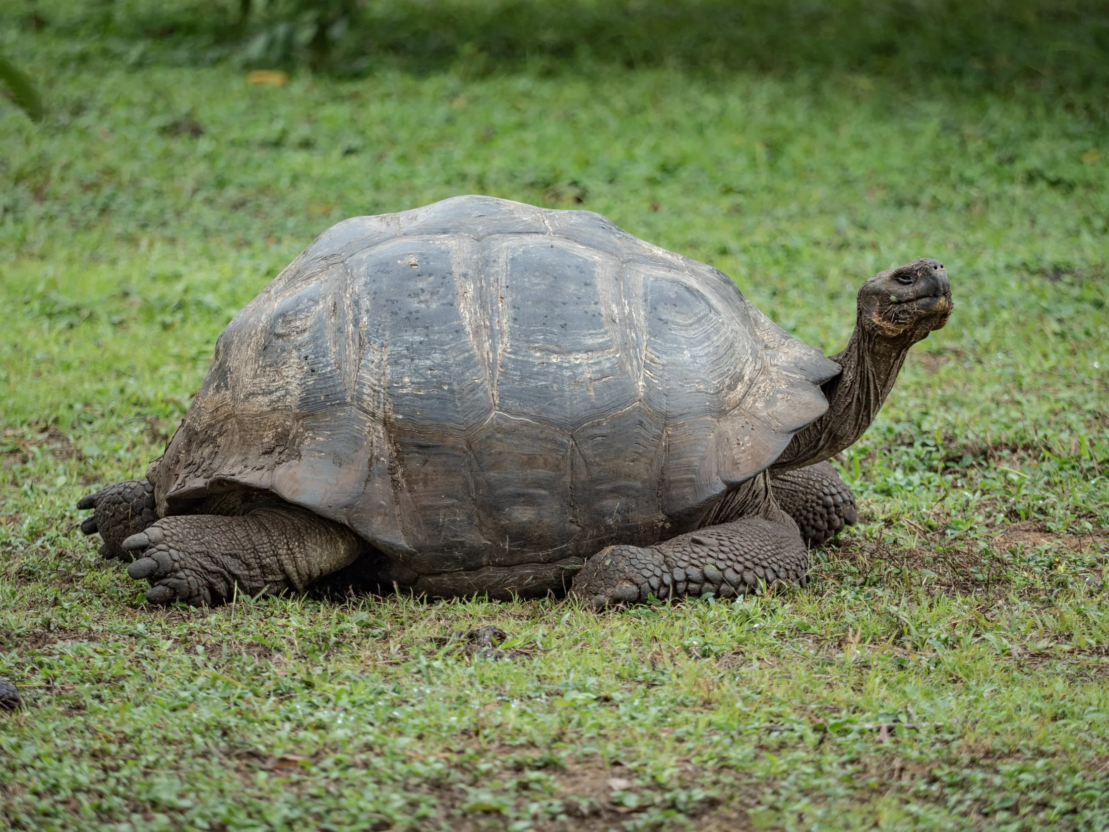A large Galápagos giant tortoise with a dark, weathered shell and scaly legs rests in a grassy field, stretching its long neck upward.