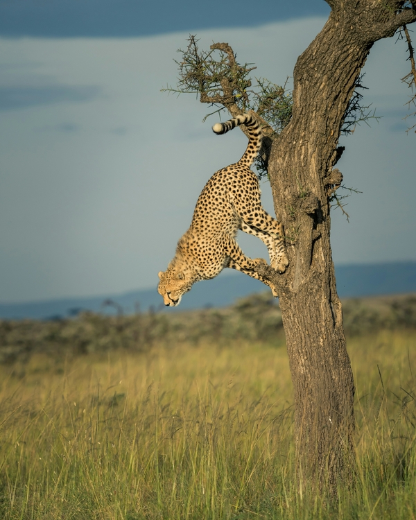 Cheetah in a tree