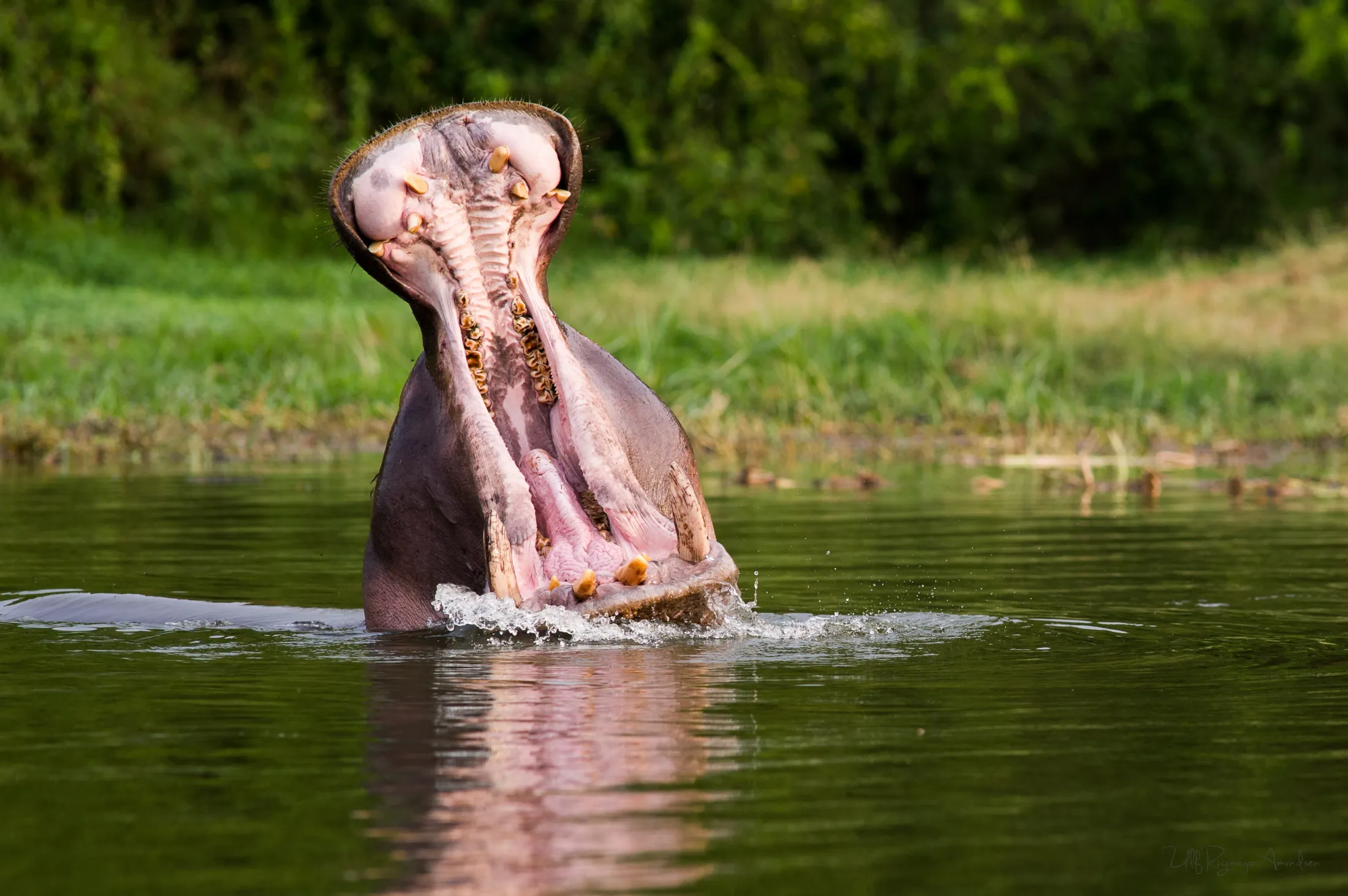 A hippopotamus emerges from the calm green water with its massive jaws wide open, showcasing its large teeth against a grassy shoreline.