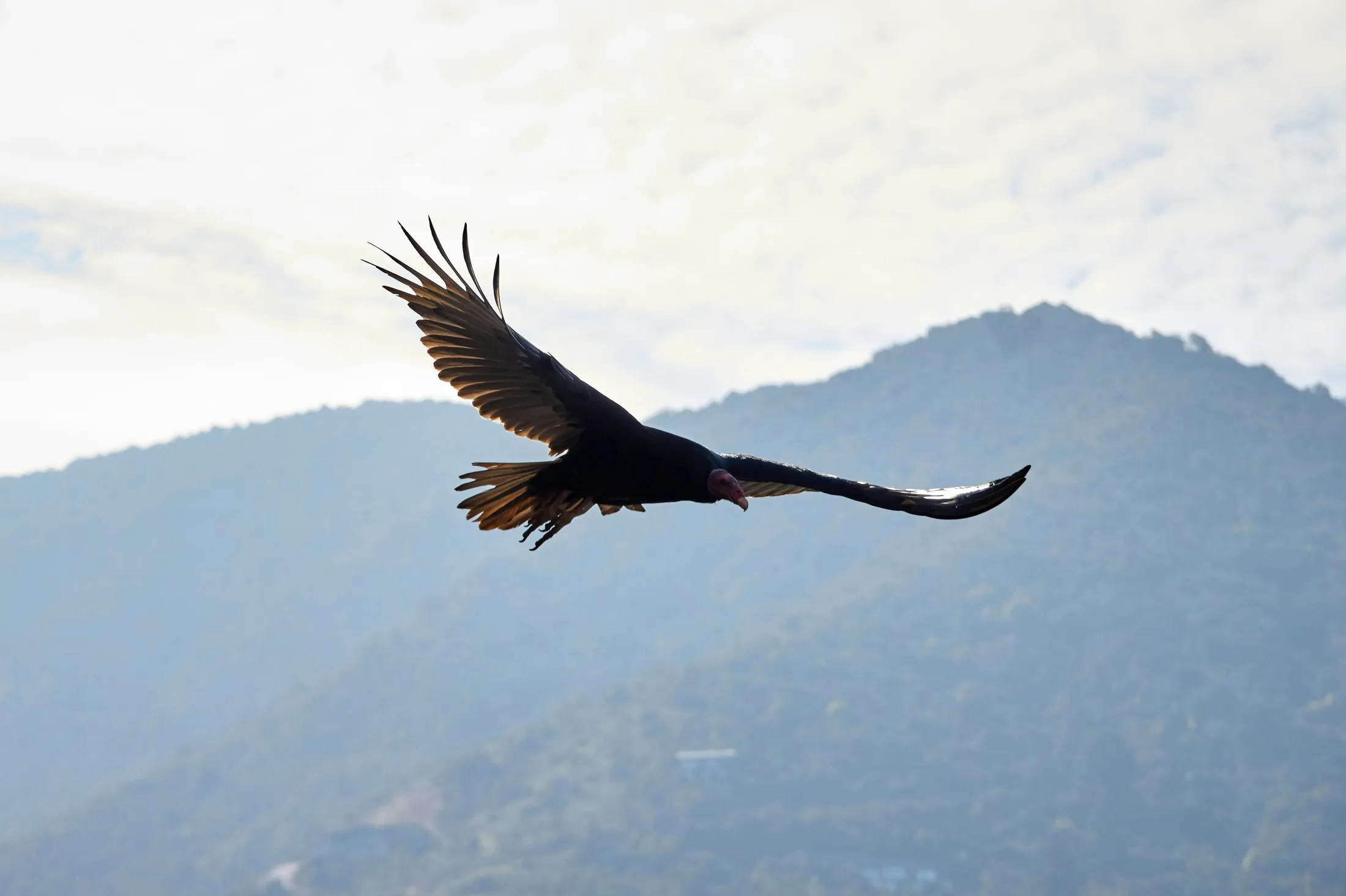 Condor
