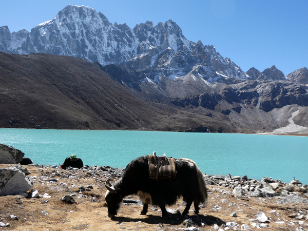 A large, shaggy black yak with a pack saddle grazes on a dry, rocky shore next to a vibrant turquoise alpine lake, with dark scree slopes and a massive snow-capped mountain range rising sharply in the background under a clear blue sky.