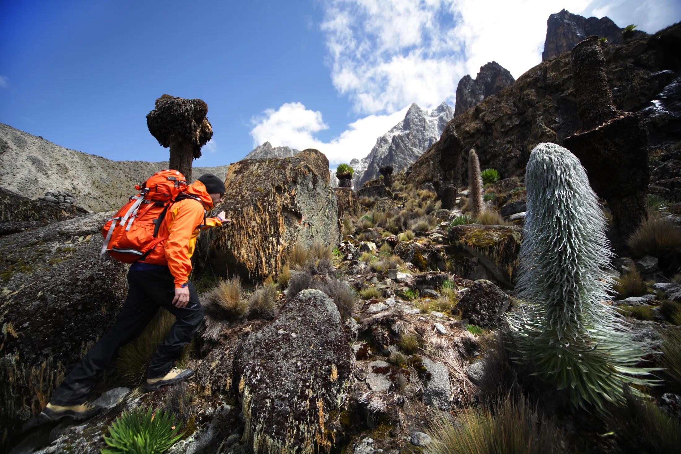 A hiker in a bright orange jacket and backpack navigates a steep, rocky trail surrounded by giant groundsels and lobelias, with the snow-dusted spires of Mount Kenya rising in the background.