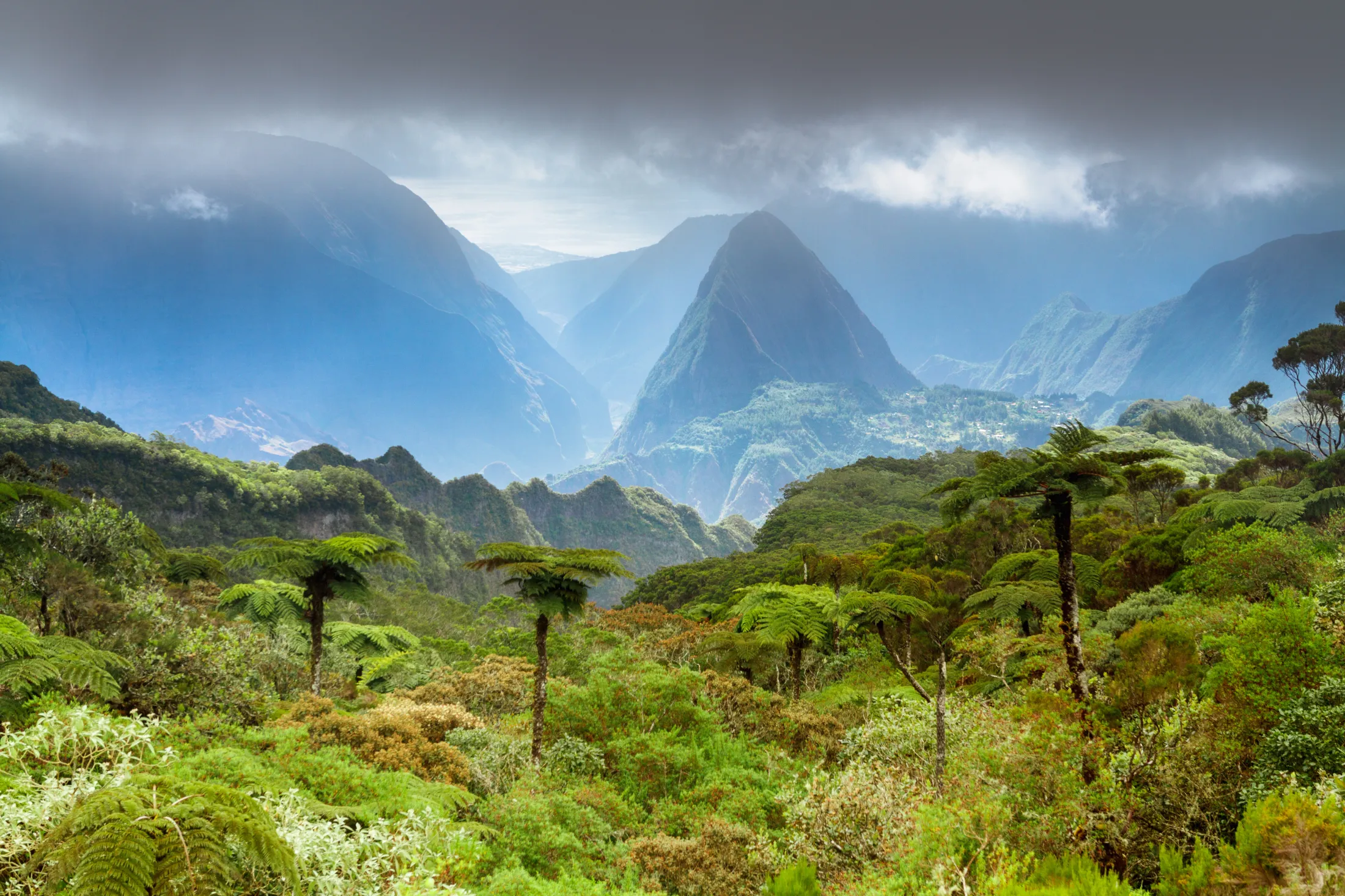 A dense forest of lush green tree ferns overlooks a dramatic mountain valley with sharp peaks shrouded in low-hanging rain clouds.