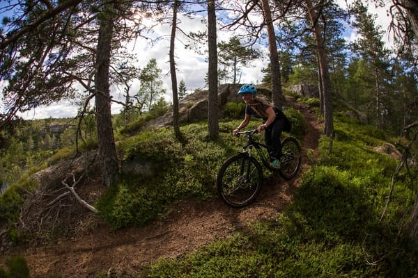 A cyclist on a mountain bike riding on a dirt path through a pine forest.