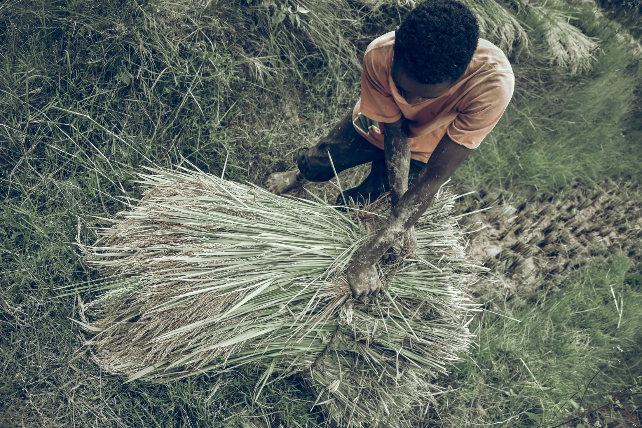 A person in an orange shirt kneels on a grassy field while bundling harvested stalks of rice together.