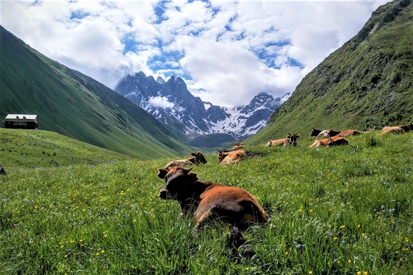 Cows in a meadow