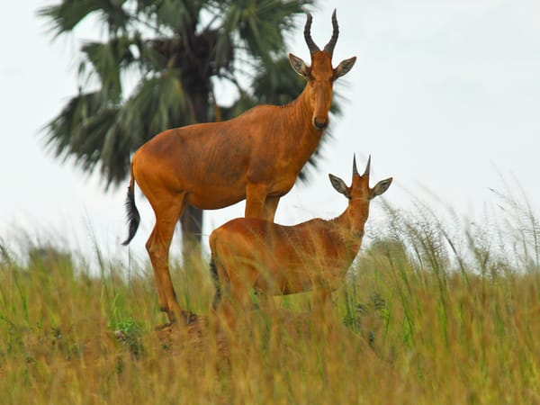 Two hartebeests standing in tall grass with a palm tree in the background.