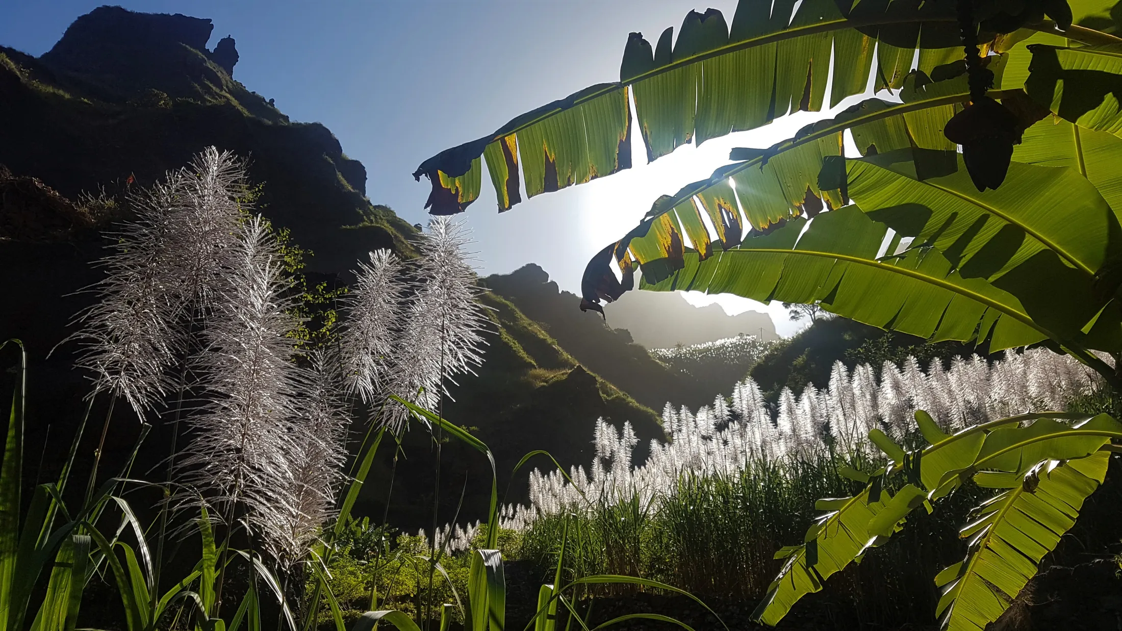 Sunlight filters through large, green banana leaves, illuminating a valley filled with tall, flowering sugarcane plumes against dark volcanic mountains.