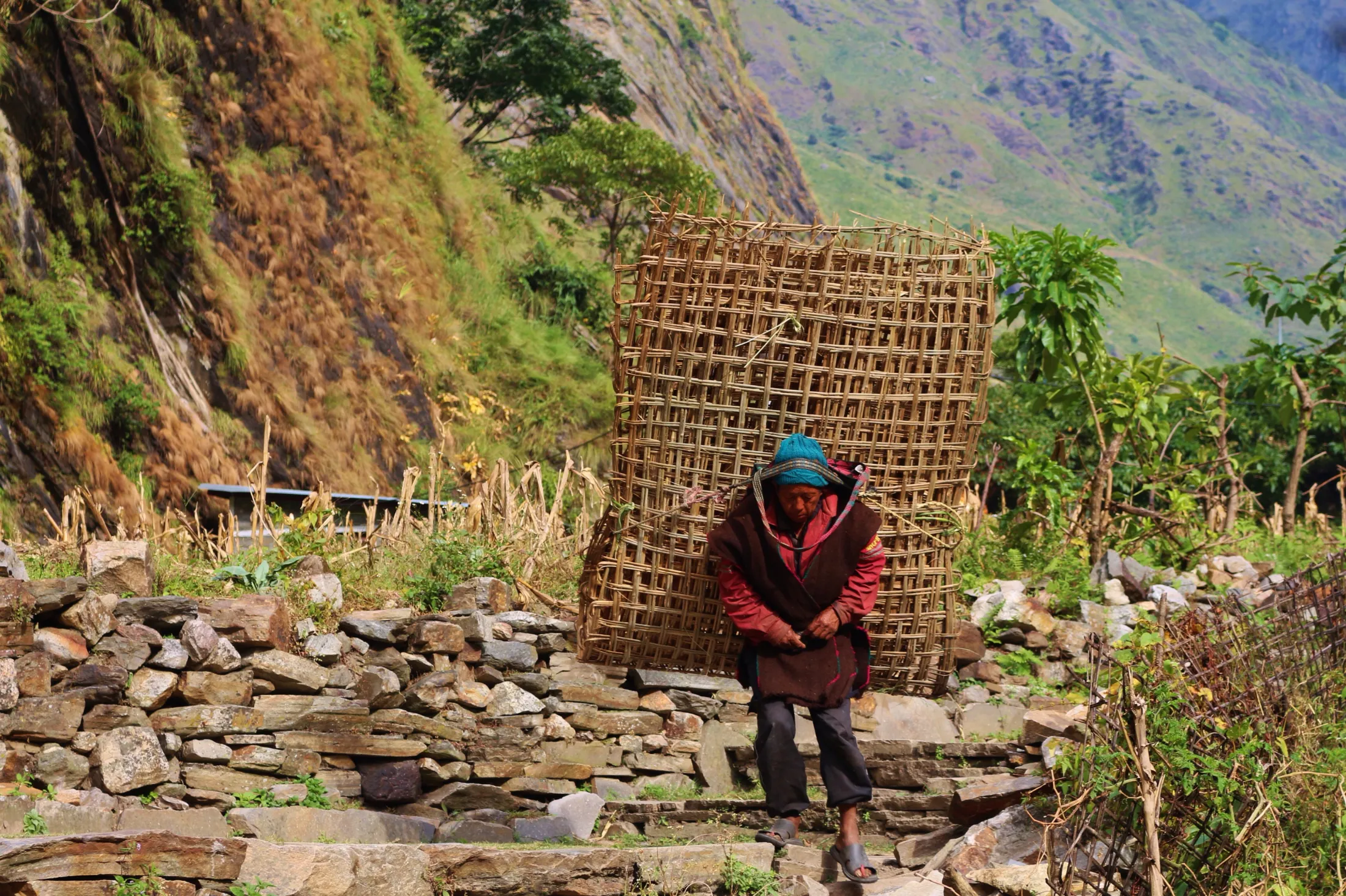 A person carrying a very large woven bamboo basket on their back walks down a rocky mountain path.