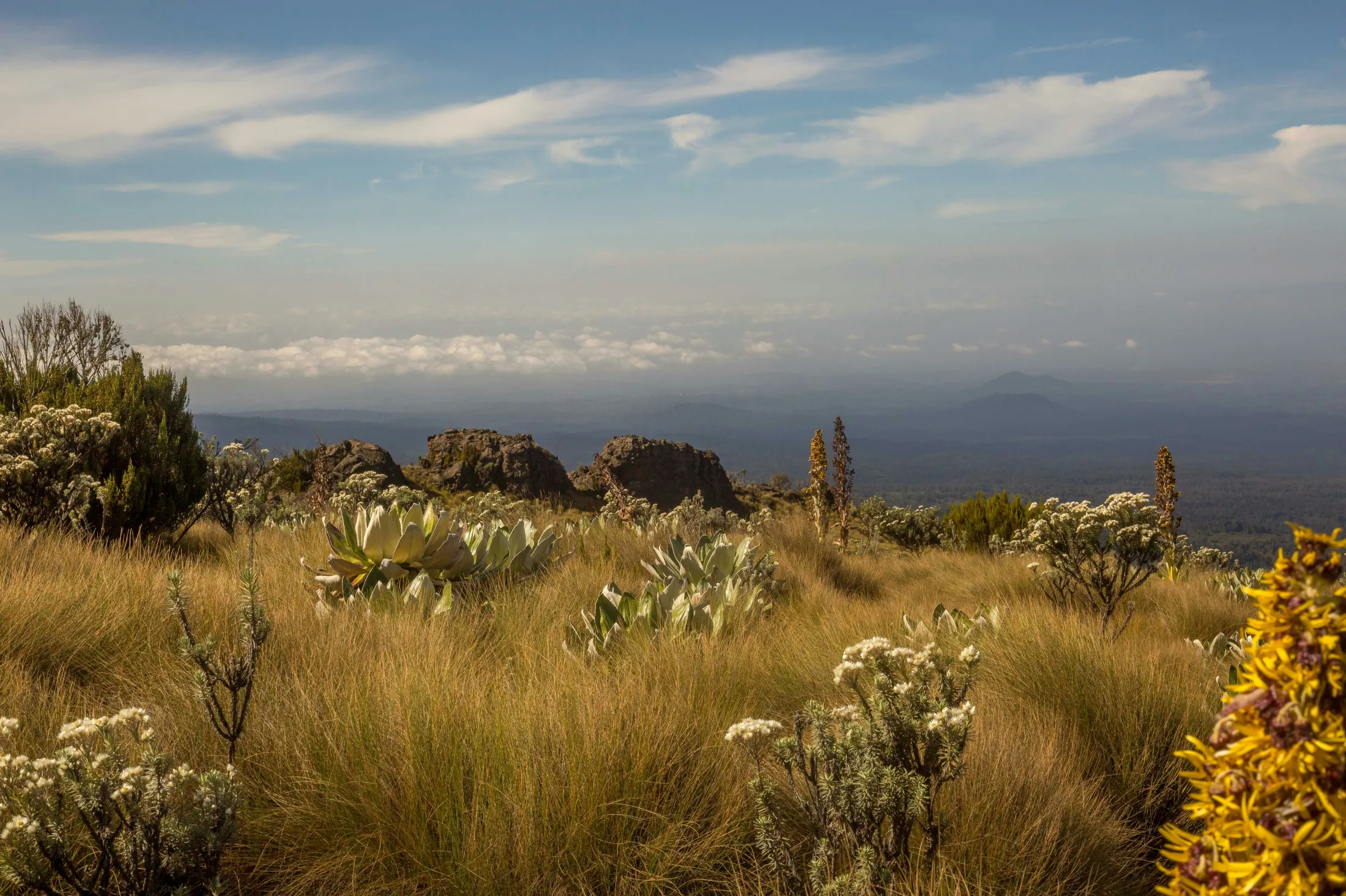 A high-altitude landscape on Mount Kenya featuring unique alpine vegetation, giant groundsels, and tussock grass overlooking a distant valley blanketed by clouds.