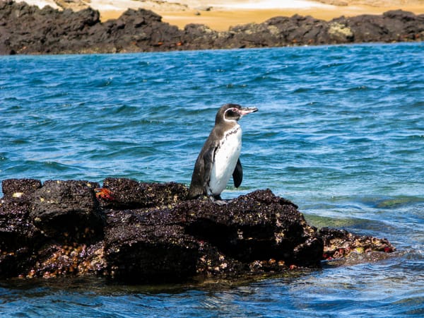 A Galapagos penguin stands on a dark volcanic rock surrounded by bright blue ocean water.