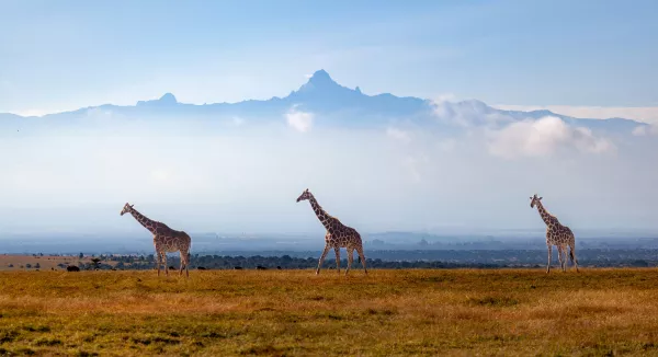 Mount Kenya - Point Lenana (4985 m)